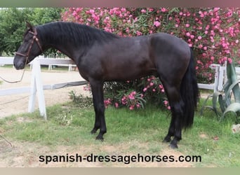 PRE Mix, Stallion, 3 years, 15,3 hh, Black