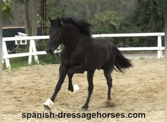 PRE Mix, Stallion, 3 years, 15,3 hh, Black