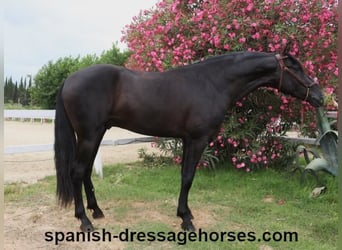 PRE Mix, Stallion, 3 years, 15,3 hh, Black