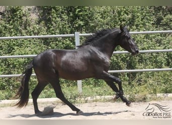 PRE, Stallion, 3 years, 15.3 hh, Black