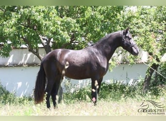 PRE, Stallion, 3 years, 15.3 hh, Black