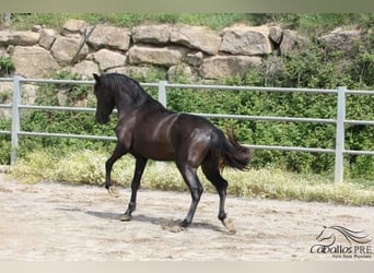 PRE, Stallion, 3 years, 15.3 hh, Black