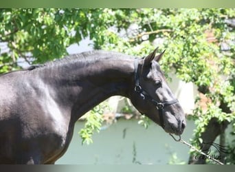 PRE, Stallion, 3 years, 15.3 hh, Black