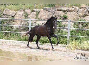 PRE, Stallion, 3 years, 15.3 hh, Black