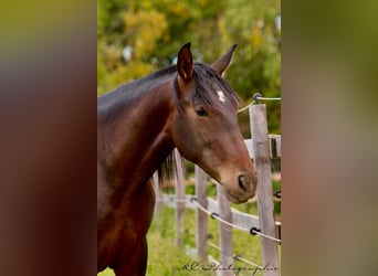 PRE Mix, Stallion, 3 years, 15.3 hh, Brown