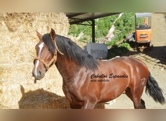 PRE Mix, Stallion, 3 years, 15,3 hh, Brown