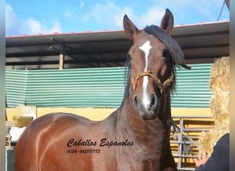 PRE Mix, Stallion, 3 years, 15,3 hh, Brown