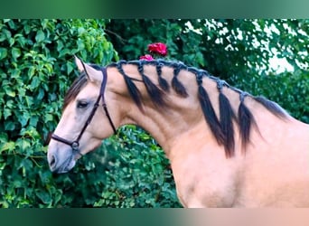 PRE, Stallion, 3 years, 15.3 hh, Buckskin