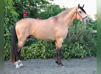 PRE, Stallion, 3 years, 15.3 hh, Buckskin