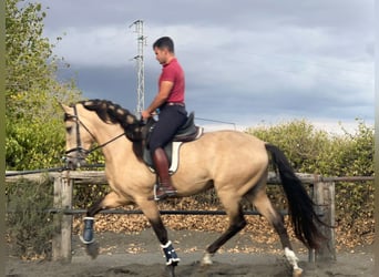PRE, Stallion, 3 years, 15.3 hh, Buckskin