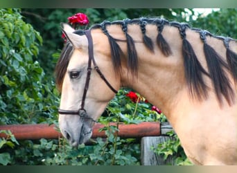 PRE, Stallion, 3 years, 15.3 hh, Buckskin