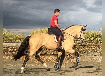 PRE, Stallion, 3 years, 15.3 hh, Buckskin
