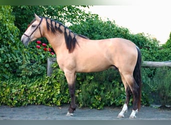 PRE, Stallion, 3 years, 15.3 hh, Buckskin