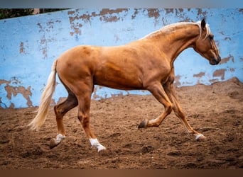 PRE Mix, Stallion, 3 years, 15.3 hh, Champagne