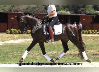 PRE Mix, Stallion, 3 years, 15,3 hh, Chestnut