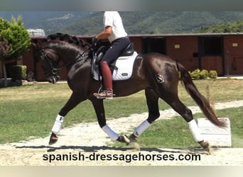 PRE Mix, Stallion, 3 years, 15,3 hh, Chestnut