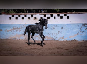 PRE, Stallion, 3 years, 15.3 hh, Gray-Dark-Tan
