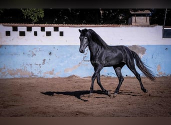 PRE, Stallion, 3 years, 15.3 hh, Gray-Dark-Tan