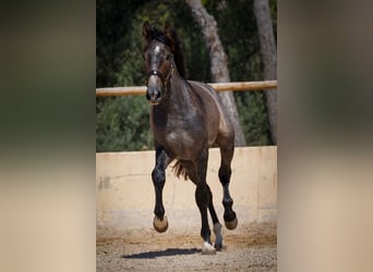 PRE, Stallion, 3 years, 15.3 hh, Gray