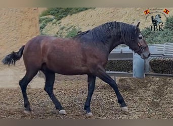 PRE Mix, Stallion, 3 years, 15,3 hh, Gray