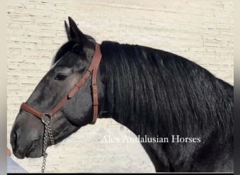 PRE Mix, Stallion, 3 years, 15,3 hh, Gray