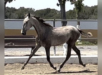 PRE, Stallion, 3 years, 15.3 hh, Gray