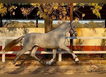 PRE Mix, Stallion, 3 years, 15,3 hh, Gray