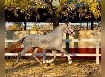 PRE Mix, Stallion, 3 years, 15,3 hh, Gray