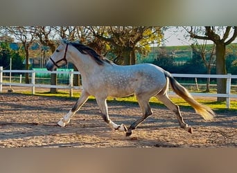 PRE Mix, Stallion, 3 years, 15,3 hh, Gray