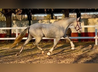 PRE Mix, Stallion, 3 years, 15,3 hh, Gray