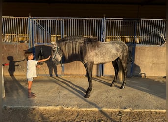 PRE Mix, Stallion, 3 years, 15.3 hh, Grey-Dapple