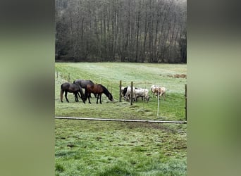 PRE, Stallion, 3 years, 15.3 hh, Grey-Dark-Tan