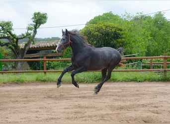 PRE Mix, Stallion, 3 years, 15.3 hh, Grey