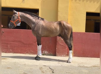 PRE Mix, Stallion, 3 years, 15.3 hh, Grey