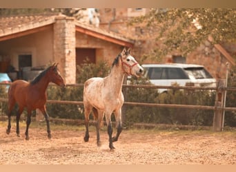 PRE, Stallion, 3 years, 15.3 hh, Grey