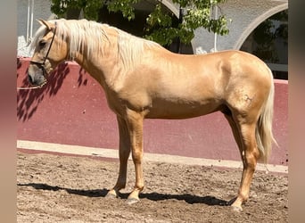 PRE, Stallion, 3 years, 15.3 hh, Palomino