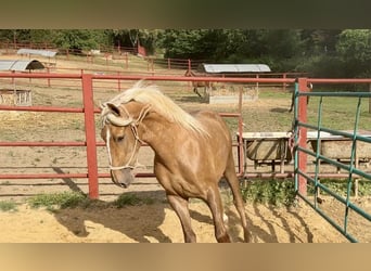 PRE Mix, Stallion, 3 years, 15.3 hh, Palomino