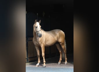 PRE Mix, Stallion, 3 years, 15.3 hh, Palomino