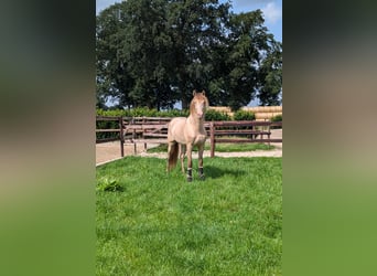 PRE, Hengst, 3 Jahre, 15,3 hh, Pearl