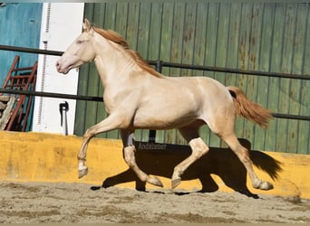 PRE, Stallion, 3 years, 15.3 hh, Perlino