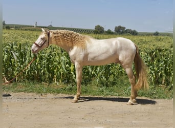 PRE Mix, Stallion, 3 years, 15.3 hh, Perlino