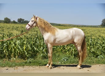 PRE Mix, Stallion, 3 years, 15.3 hh, Perlino