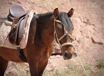 PRE Mix, Stallion, 3 years, 15 hh, Bay-Dark