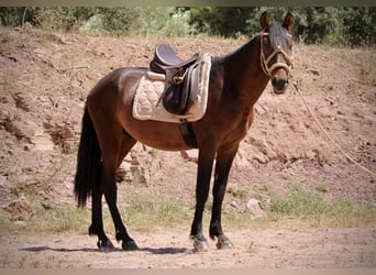 PRE Mix, Stallion, 3 years, 15 hh, Bay-Dark