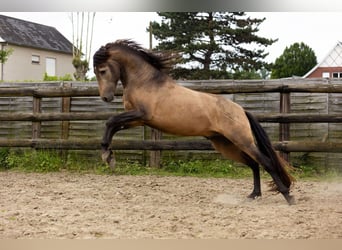 PRE, Stallion, 3 years, 15 hh, Dun