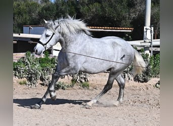 PRE, Stallion, 3 years, 15 hh, Grey