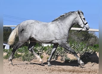 PRE, Stallion, 3 years, 15 hh, Grey