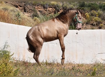 PRE, Stallion, 3 years, 15 hh, Pearl