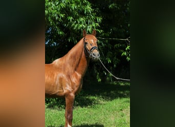 PRE Mix, Stallion, 3 years, 15,1 hh, Chestnut