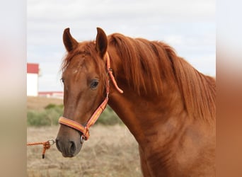 PRE, Stallion, 3 years, 15,1 hh, Chestnut-Red